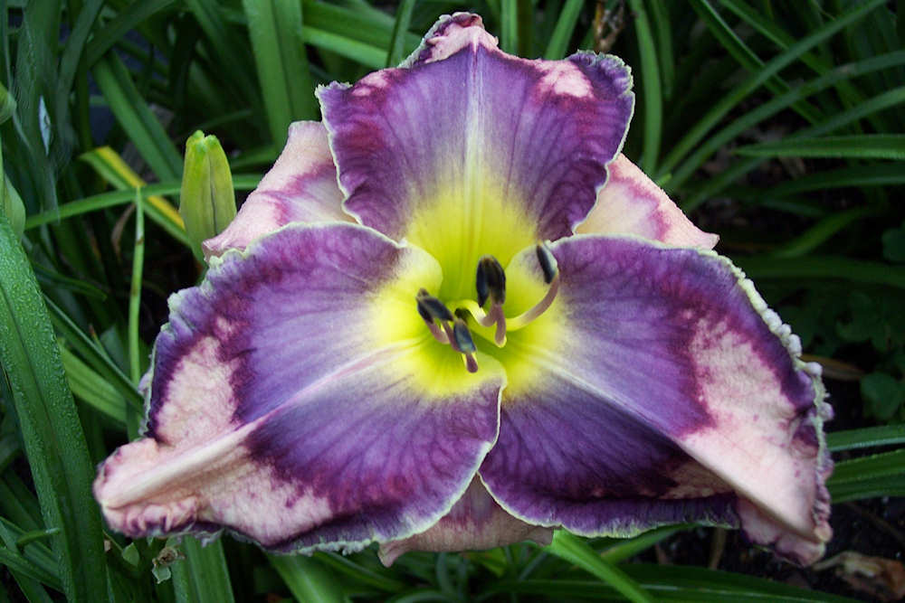art gallery gardens the daylilies of ludlow lambertson